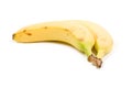 Banana bundle