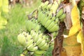 A banana bundle