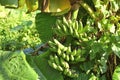 Banana bundle tree under Sunlight