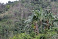 Banana, coffee and eucalyptus on a mountain
