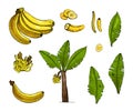 Banana colorful sketch set illustration with leaves,tree,bananas fruits.Detailed botanical style sketch. Tropical fruit Royalty Free Stock Photo