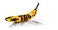Banana contaminated by Fusarium oxysporum, text in English written name of the disease: TR 4 and extinction Royalty Free Stock Photo
