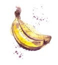 Banana couple watercolor illustration, Ripe bananas, watercolor wet style