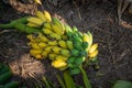 Banana diet fruit food healthy Royalty Free Stock Photo