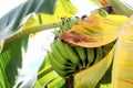 Banana and dry leaves in farm Royalty Free Stock Photo