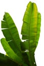 Banana dry leaves two tones color on isolated Royalty Free Stock Photo