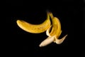 Banana duo on a black background, one half peeled, the other closed Royalty Free Stock Photo