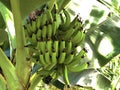 Banana Dwarf Cavendish Musa acuminata or Zwerg-Banane