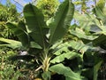 Banana Dwarf Cavendish Musa acuminata or Zwerg-Banane
