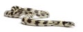 Banana eastern kingsnake or common kingsnake