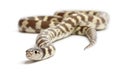 Banana eastern kingsnake or common kingsnake, Lampropeltis getula californiae, in front of white background