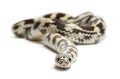 Banana eastern kingsnake or common kingsnake, Lampropeltis getula californiae Royalty Free Stock Photo