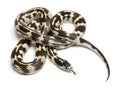 Banana eastern kingsnake or common kingsnake, Lampropeltis getula californiae Royalty Free Stock Photo