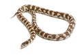 Banana eastern kingsnake or common kingsnake, Lampropeltis getula californiae