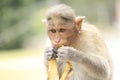 Banana eating monkey Royalty Free Stock Photo