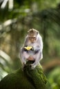 Banana eating monkey Royalty Free Stock Photo