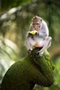 Banana eating monkey