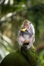 Banana eating monkey Royalty Free Stock Photo