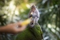 Banana eating monkey Royalty Free Stock Photo