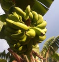 A banana is an elongated, edible fruit â botanically a berry