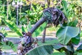 Banana Ensete superbum (Roxb.) Cheesman Musaceae family