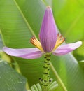 Banana exotic flower