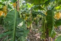 Banana farm