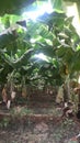 A banana farm