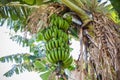 Banana Farm Landscape Vegetation Plants Agriculture Fields Meadows Nature Trees Blue Sky Farming In Kakamega County Kenya