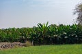 Banana Farm and Plants near Maheshwar, District Khargone, West Nimar, Madhya Pradesh Royalty Free Stock Photo