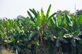 Banana Farm and Plants near Maheshwar, District Khargone, West Nimar, Madhya Pradesh Royalty Free Stock Photo
