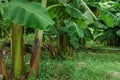 Banana farm in rainy season, bananas have beautiful fruit