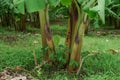 Banana farm in rainy season, bananas have beautiful fruit