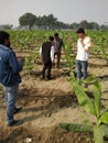 Banana farming by drip errigation in india Royalty Free Stock Photo