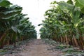 Banana field in the north of israel Royalty Free Stock Photo