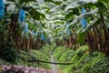 Banana field or plantation in Central America