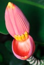 Banana Flower Royalty Free Stock Photo