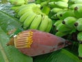 Banana Flower or Banana Blossom on banana leaves Royalty Free Stock Photo