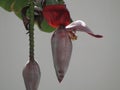 Banana flower Royalty Free Stock Photo