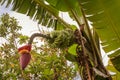 Banana flower and banana growing on the tree