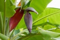 Banana flower Banana inflorescence Royalty Free Stock Photo