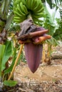 Banana flower. Banana blossom with a hand of bananas on a plant. Banana plantation in San Juan de la Rambla, Tenerife, Canary Isla Royalty Free Stock Photo