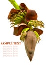 Banana flower blossom with little bananas isolated on white Royalty Free Stock Photo