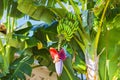 Banana flower and bunch of bananas. Red banana blossom on a banana tree. Banana plant with fruit and flower Royalty Free Stock Photo