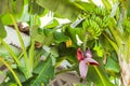 Banana flower and bunch of bananas. Red banana blossom on a banana tree. Banana plant with fruit and flower Royalty Free Stock Photo