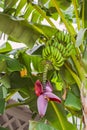 Banana flower and bunch of bananas. Red banana blossom on a banana tree. Banana plant with fruit and flower Royalty Free Stock Photo