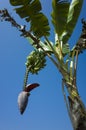 Banana flower and bunch of green bananas growing on tree on blue sky background Royalty Free Stock Photo