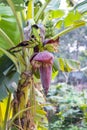 Banana flower with a bunch of young banana growing on the tree close up in the village Royalty Free Stock Photo