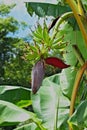 Banana flower with bunch of young bananas