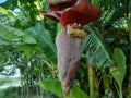 Banana flower, colourful,red flower in Betul madhya pradesh,coulourful banana flower Royalty Free Stock Photo